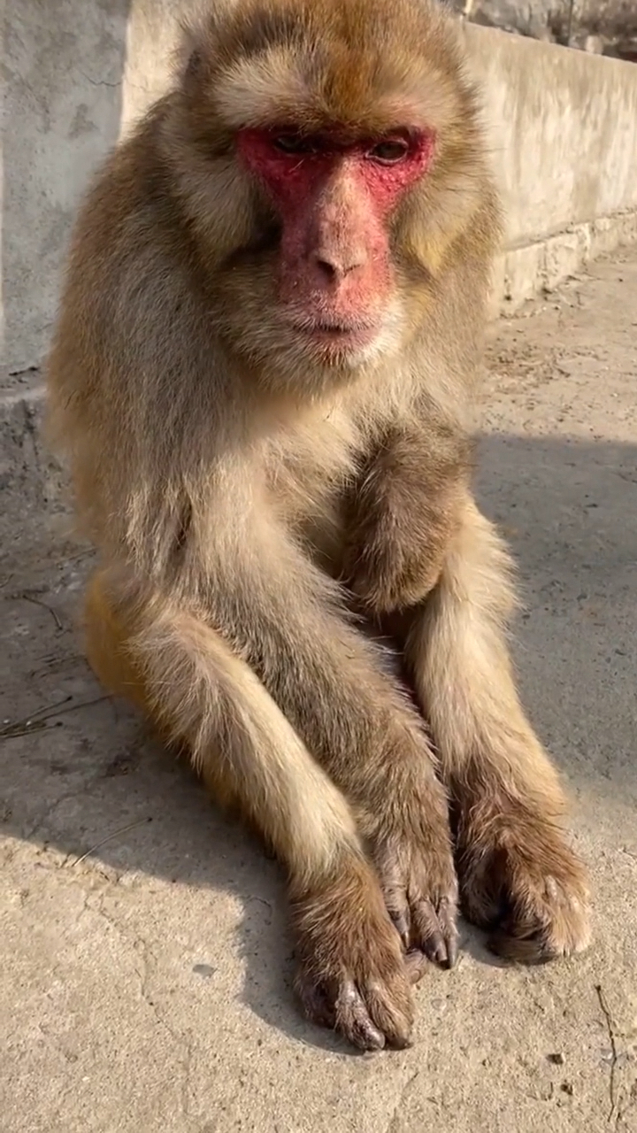 搞笑猴子#这是怎么了 可怜兮兮的样子