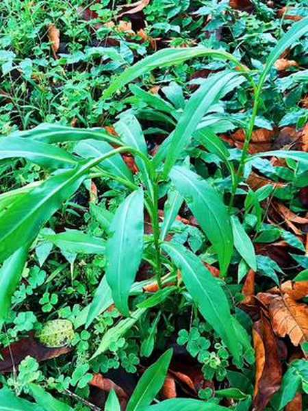 钻叶紫菀每次看到这种野菜都会摘一把回去火锅凉拌清炒口感像空心菜