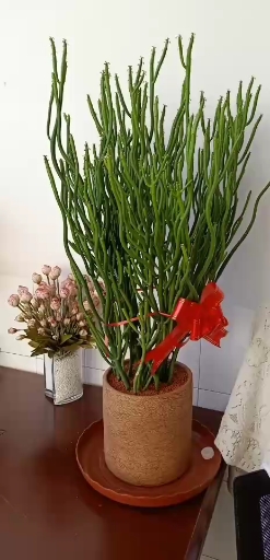 养了三年的珊瑚树!喜欢吗