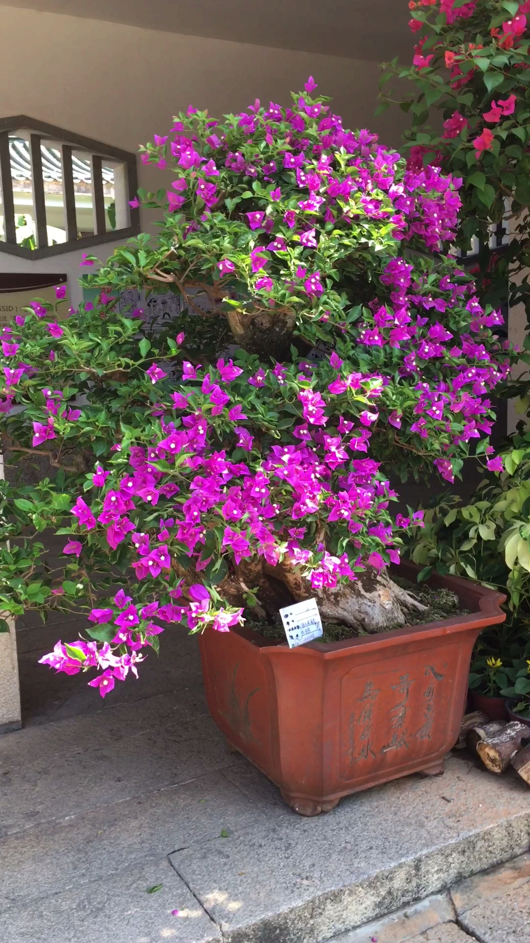 各种三角梅盆栽