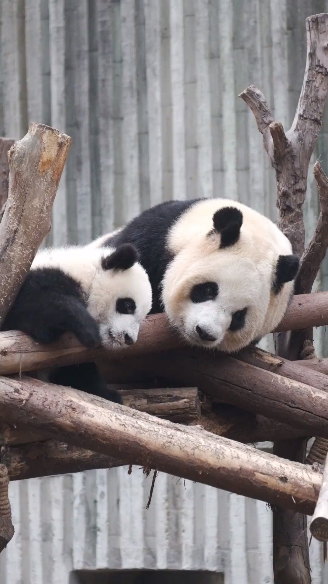 大熊猫福多多的妈妈图片