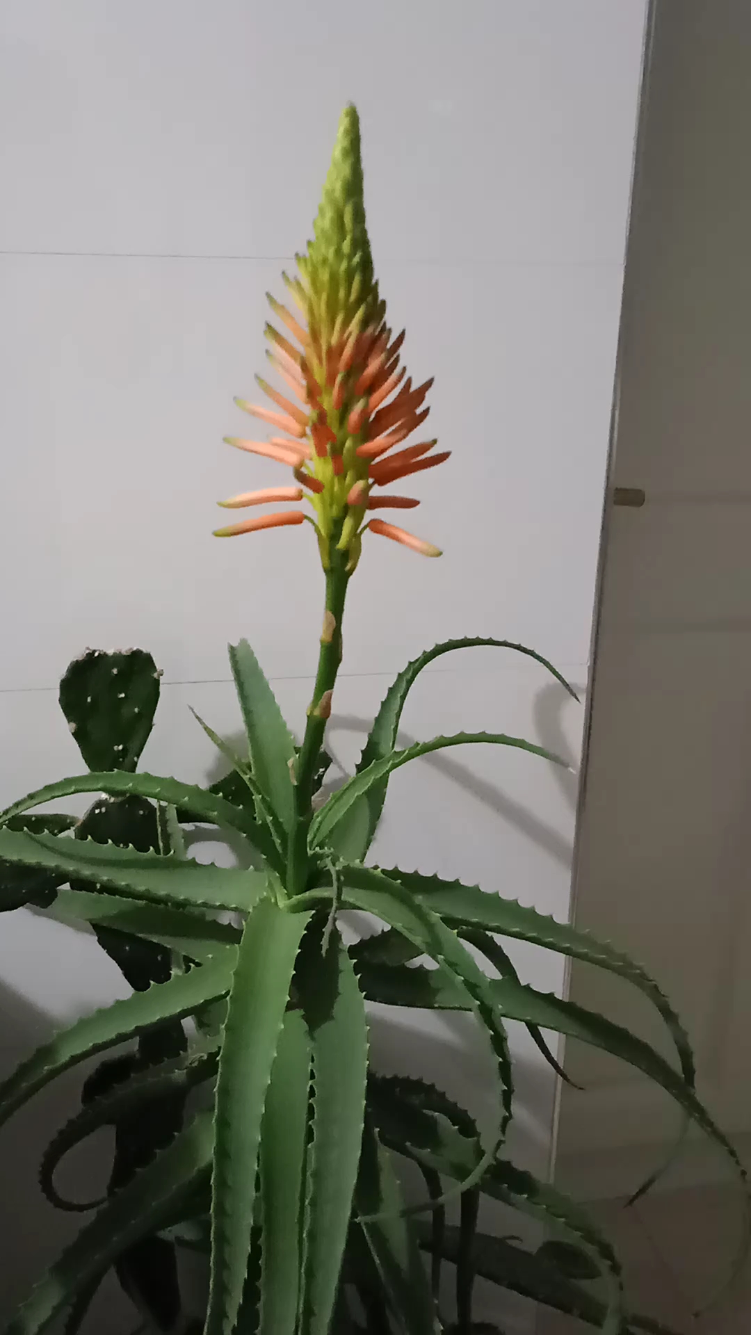 清唱一首歌#龙爪开花了