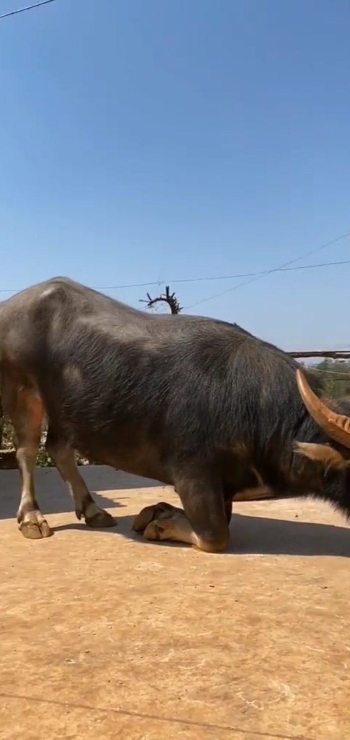 再难也不卖下跪牛,看哭了!