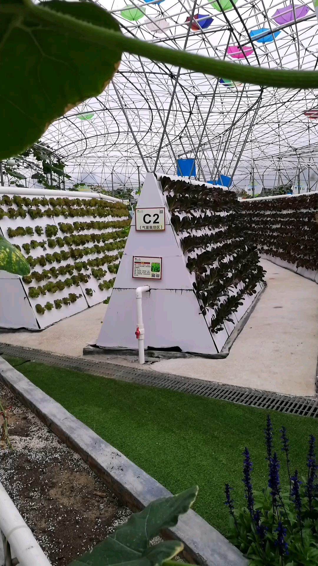 带上全民去旅行#高科技种植蔬菜