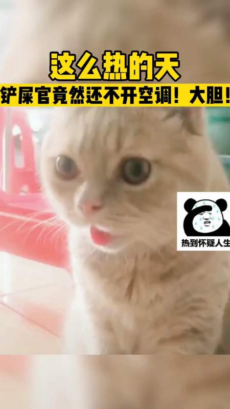 铲屎官#猫咪热到吐舌头