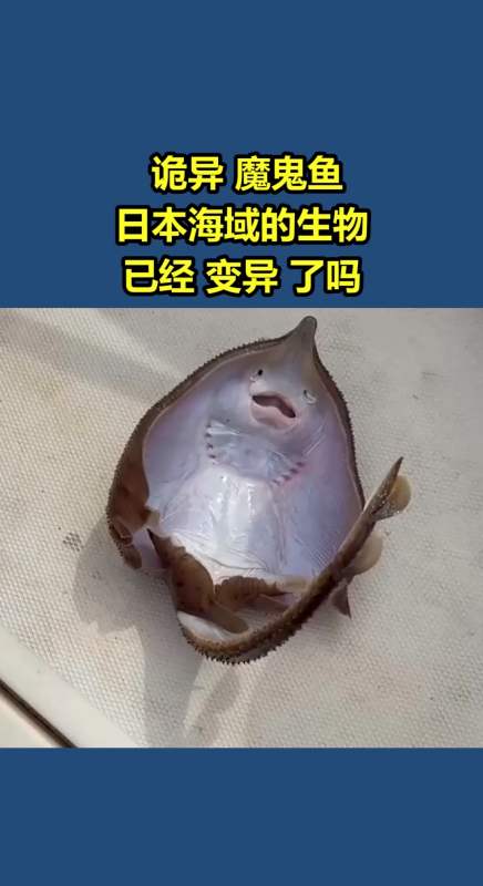 日本男子日魔鬼鱼图片