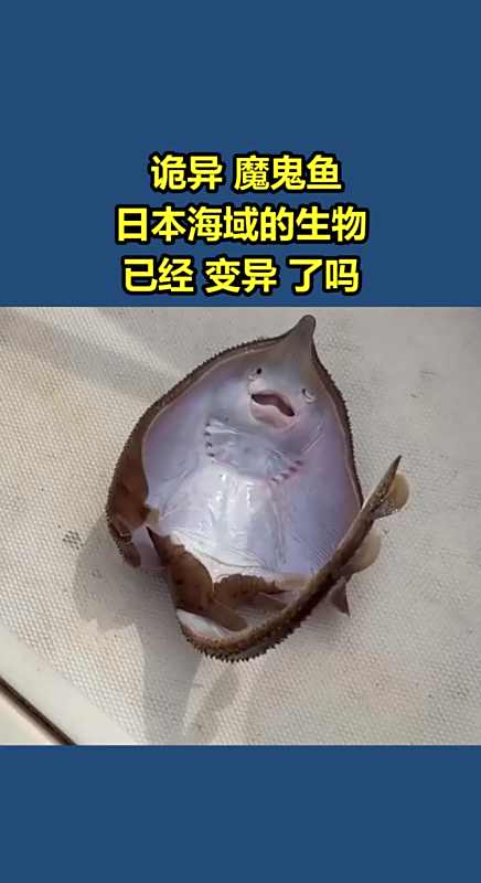 我要上热门#"诡异"魔鬼鱼,日本海域的生物,已经"变异"了吗?