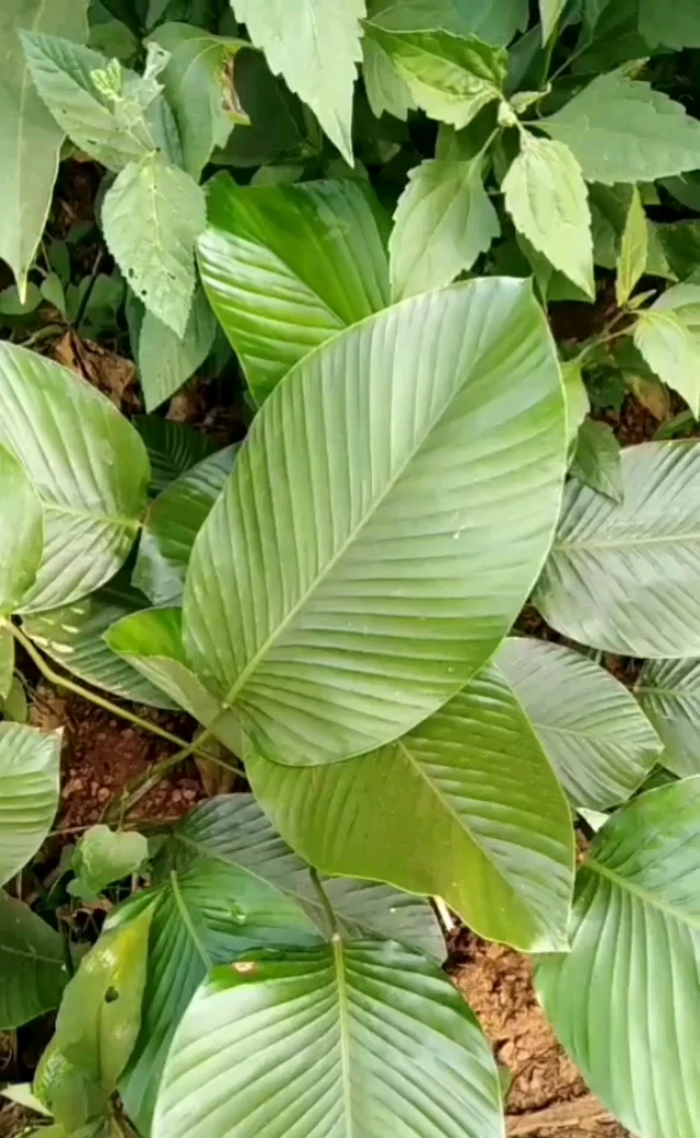 非洲的如厕树叶,质地柔软可作为手纸使用,不过担心用力扣透