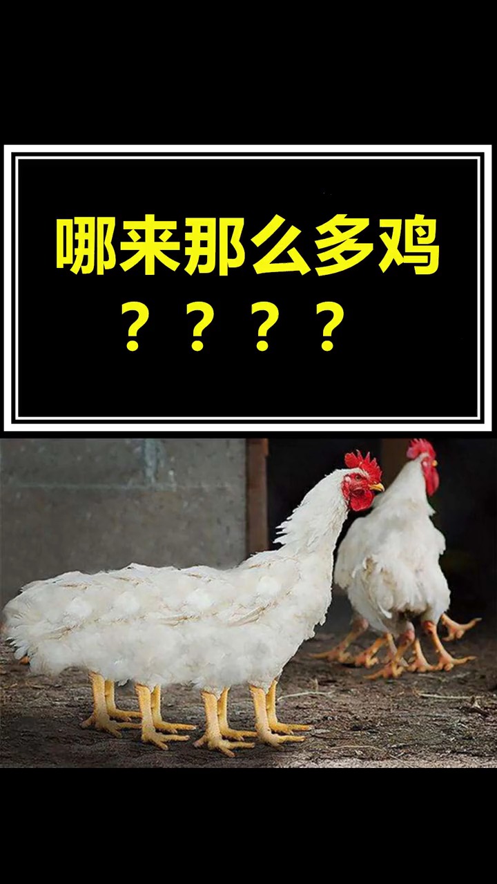 哪来那么多鸡?真的有6条腿,4对翅膀的鸡吗?