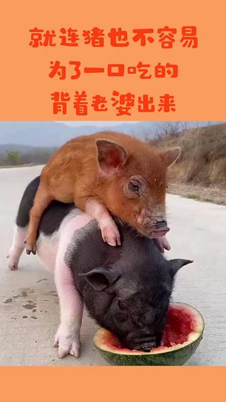 搞笑#这年头就连猪也不容易,为了一口吃的,都背着老婆出来了
