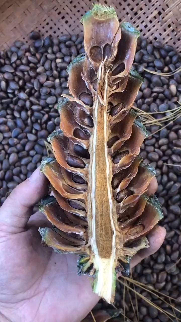 许多人都喜欢吃松子#手工剥松塔很累,却能收获果实,朋友们要体验一下