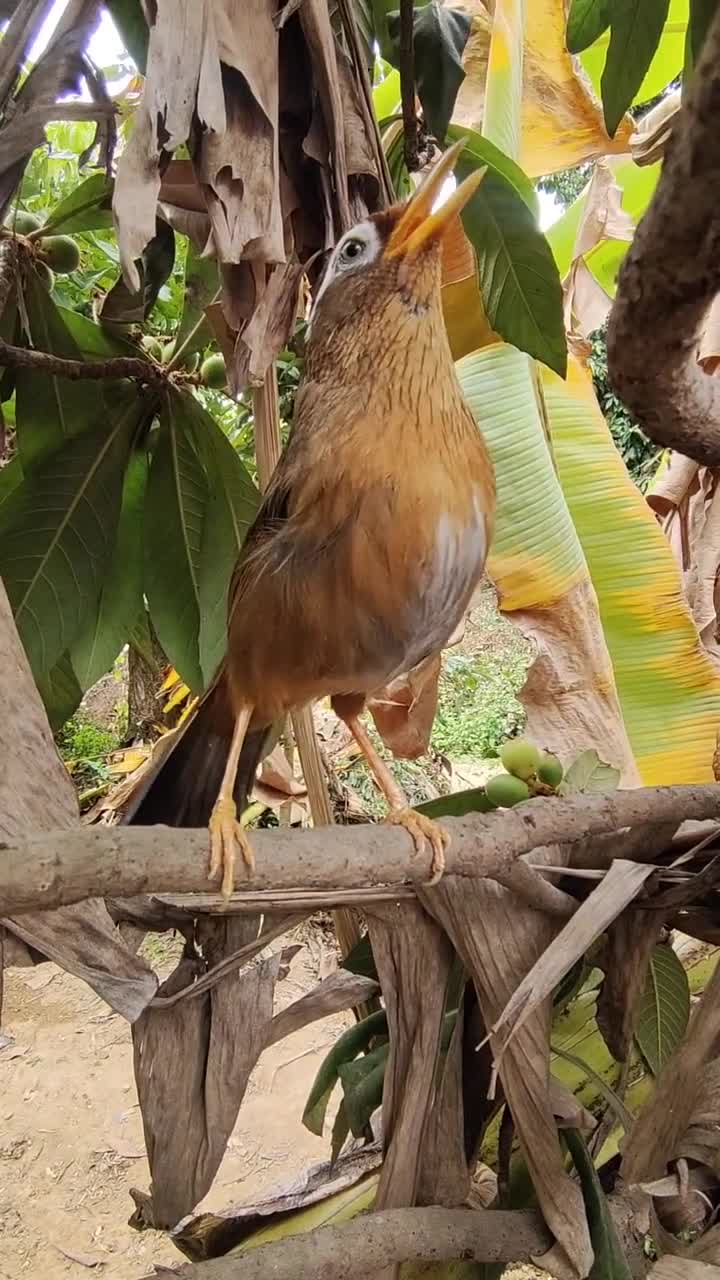 畫眉鳥叫聲親近大自然