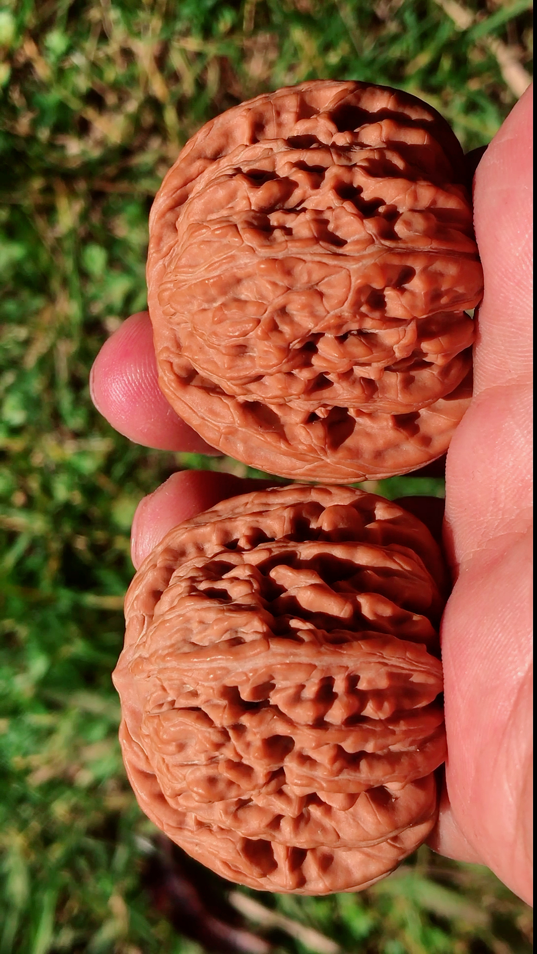 文玩核桃#九山顶四座楼狮子头