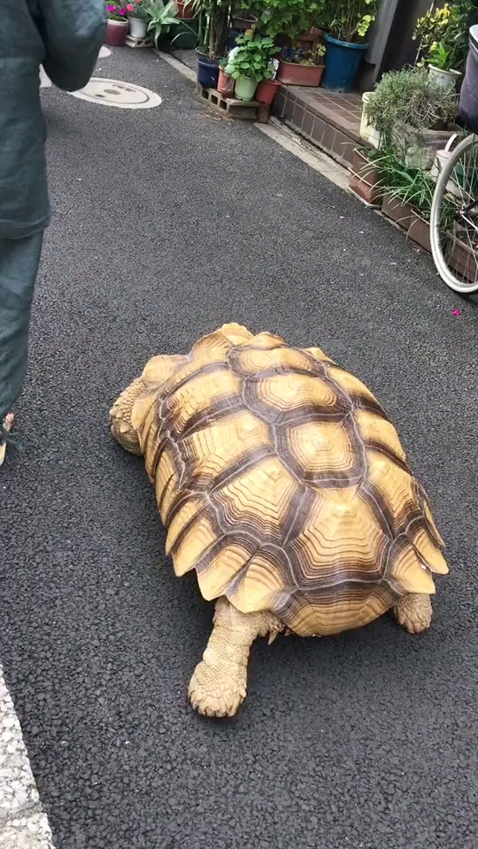 竟然有人溜乌龟