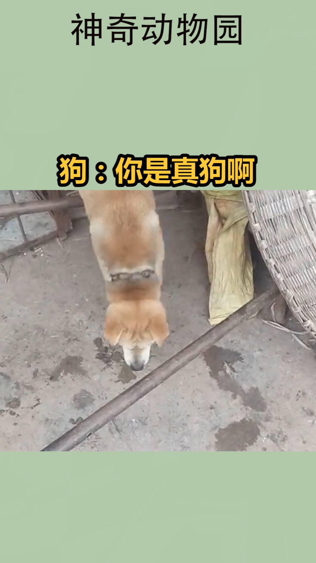 我要上热门#狗:你是真狗啊