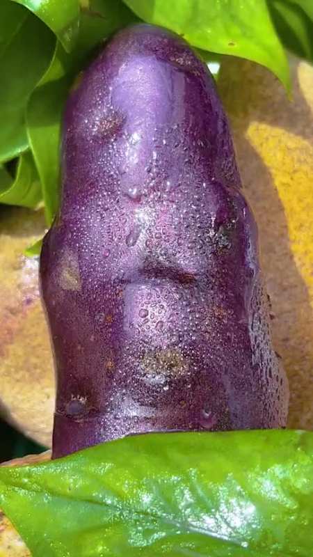 让你们见识一下云南的黑美人土豆,切开的那一瞬间,才是惊艳的开始!