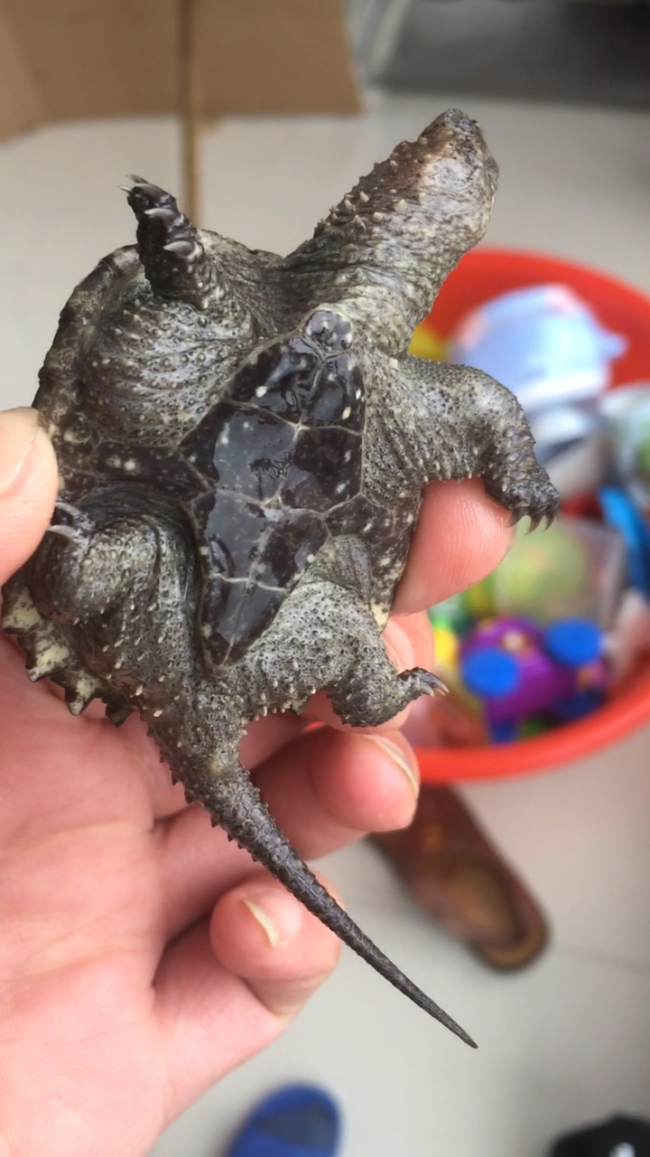 网上买的,说是纯佛鳄龟,帮忙鉴定一下