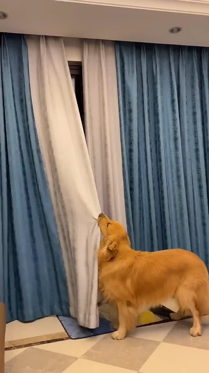 小狗子学会关窗帘了,夸他几句屁股扭的