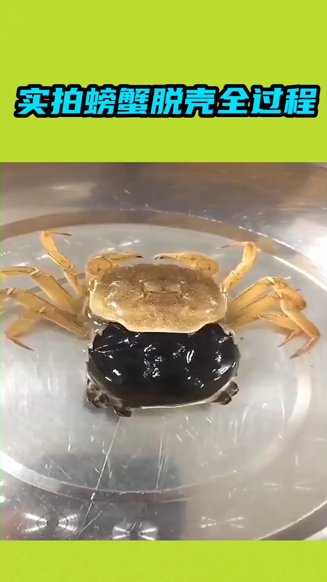 我要上热门#实拍螃蟹脱壳全过程,难得一见的场景