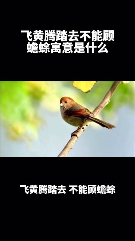 飞黄腾踏去不能顾蟾蜍寓意是什么