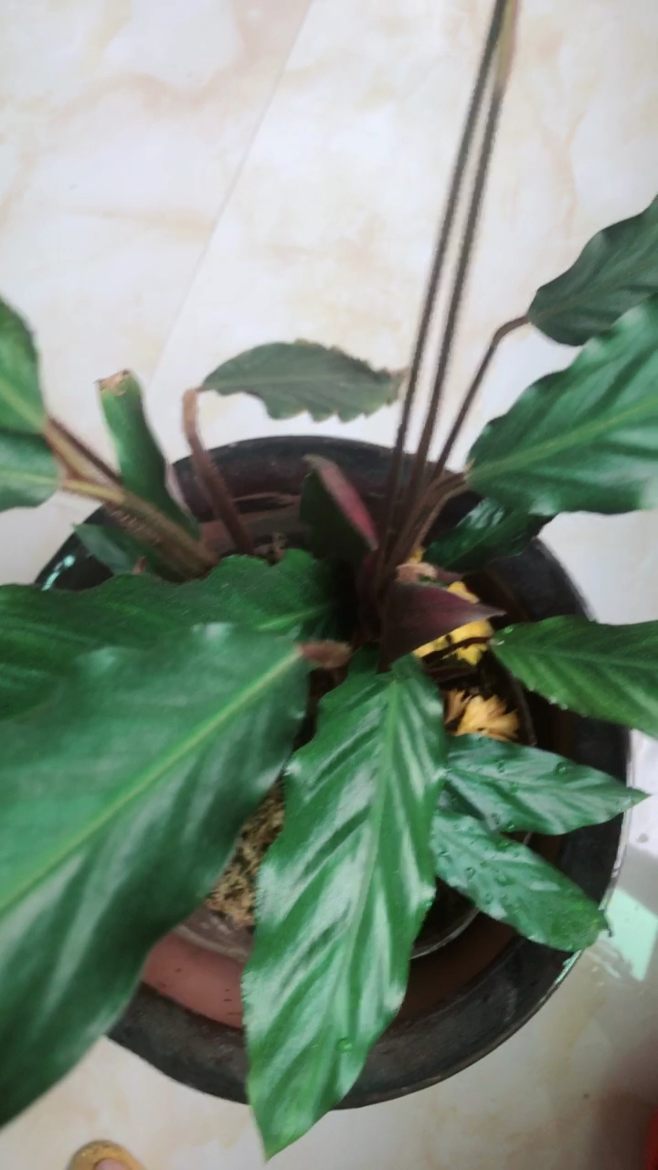 我的鱼尾纹开花了