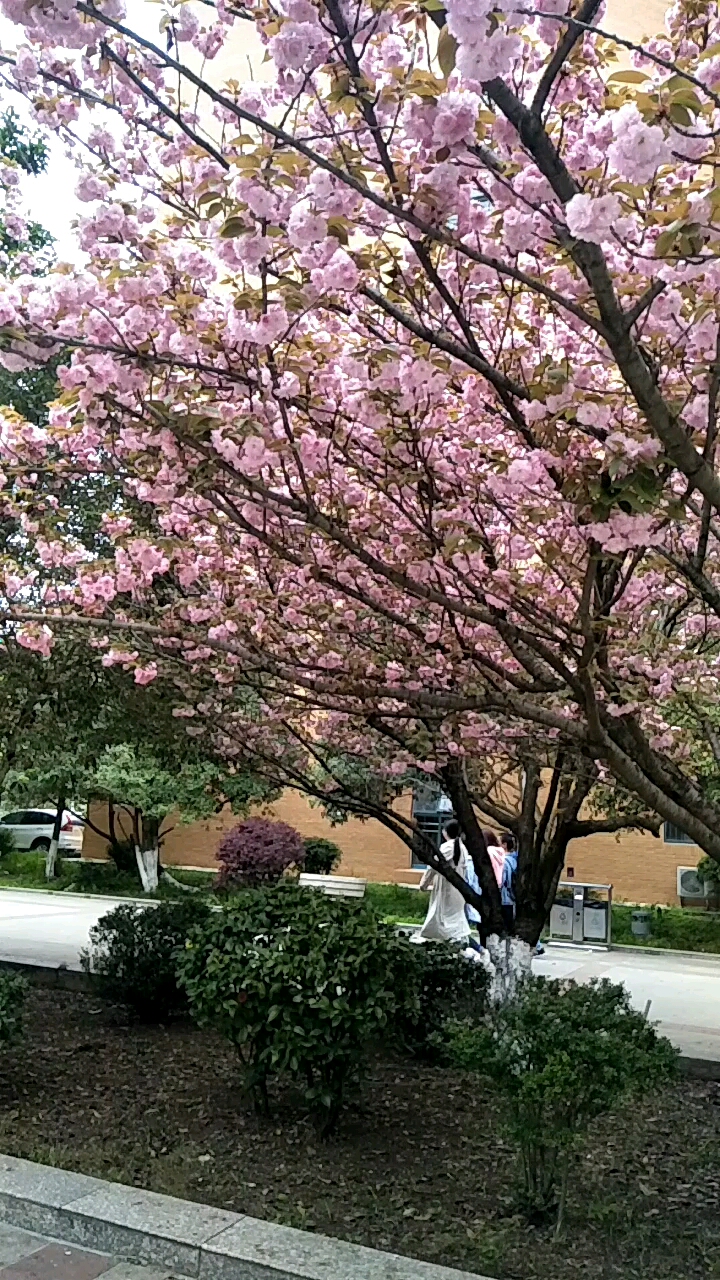 校园桃花香,粉嫩沁人