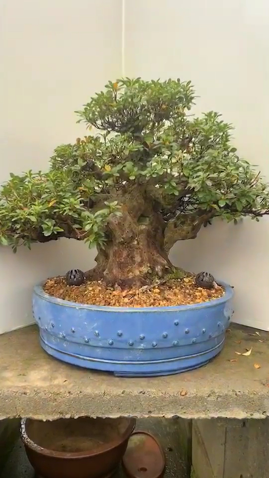 千奇百怪盆景桩#超级矮霸杜鹃,品种荣冠