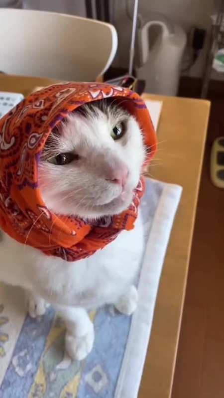 头巾一戴,谁也不爱!一只特立独行的猫