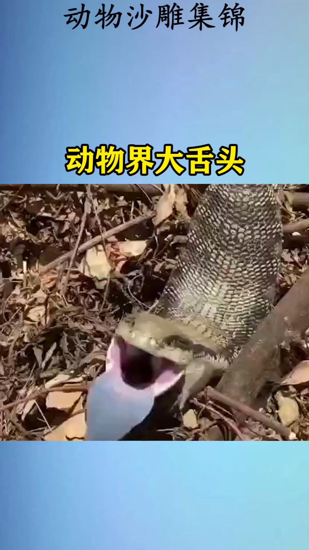 我要上热门#动物界大舌头