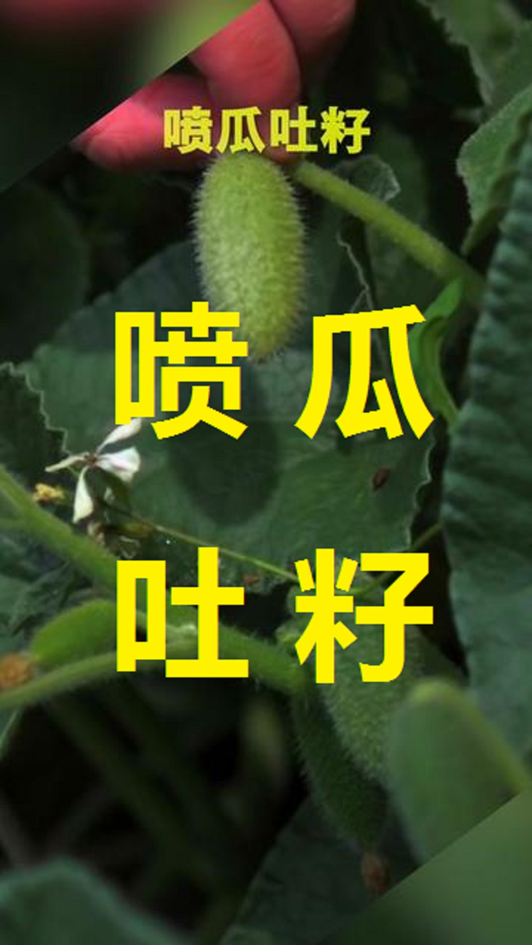 神奇的植物#喷瓜为多年生,匍匐草本植物,成熟后会极度膨胀,砰的一声