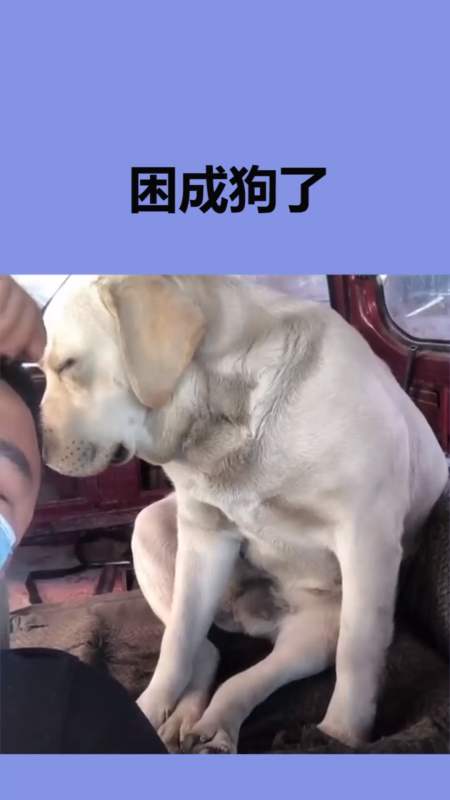 我家萌宠成精了#狗子:我今天真的是困成狗了