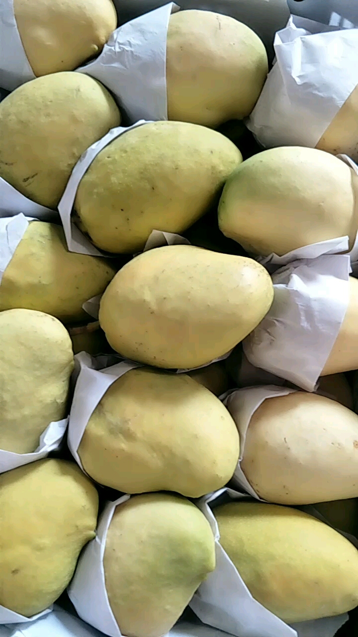 缅甸圣德龙芒果.