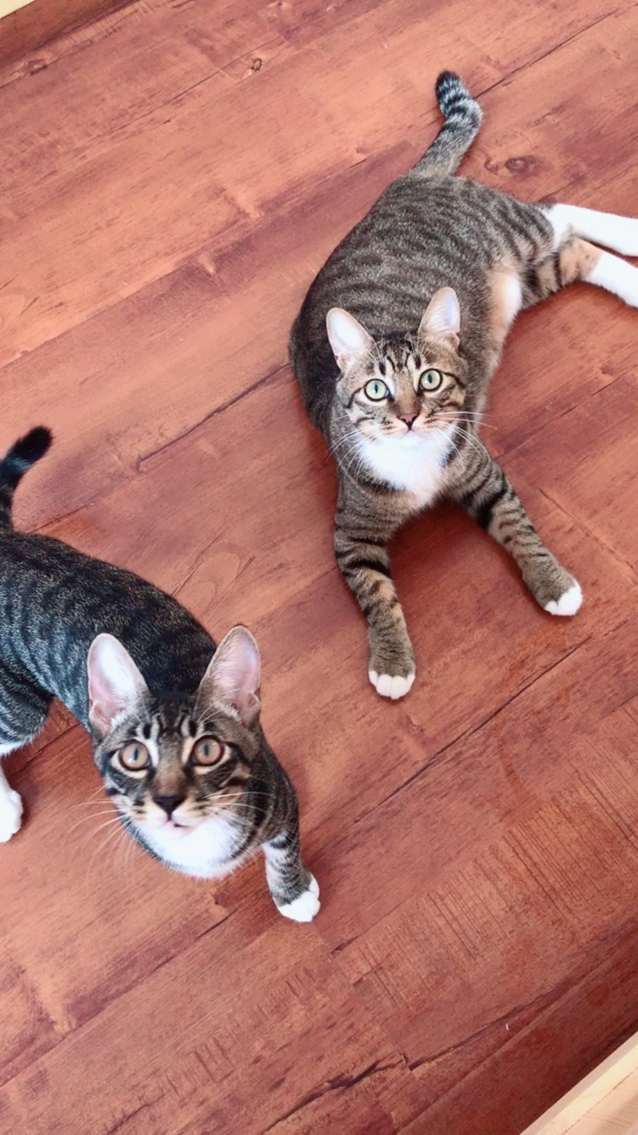 我家萌宠成精了#馋猫懒猫好吃猫,哼