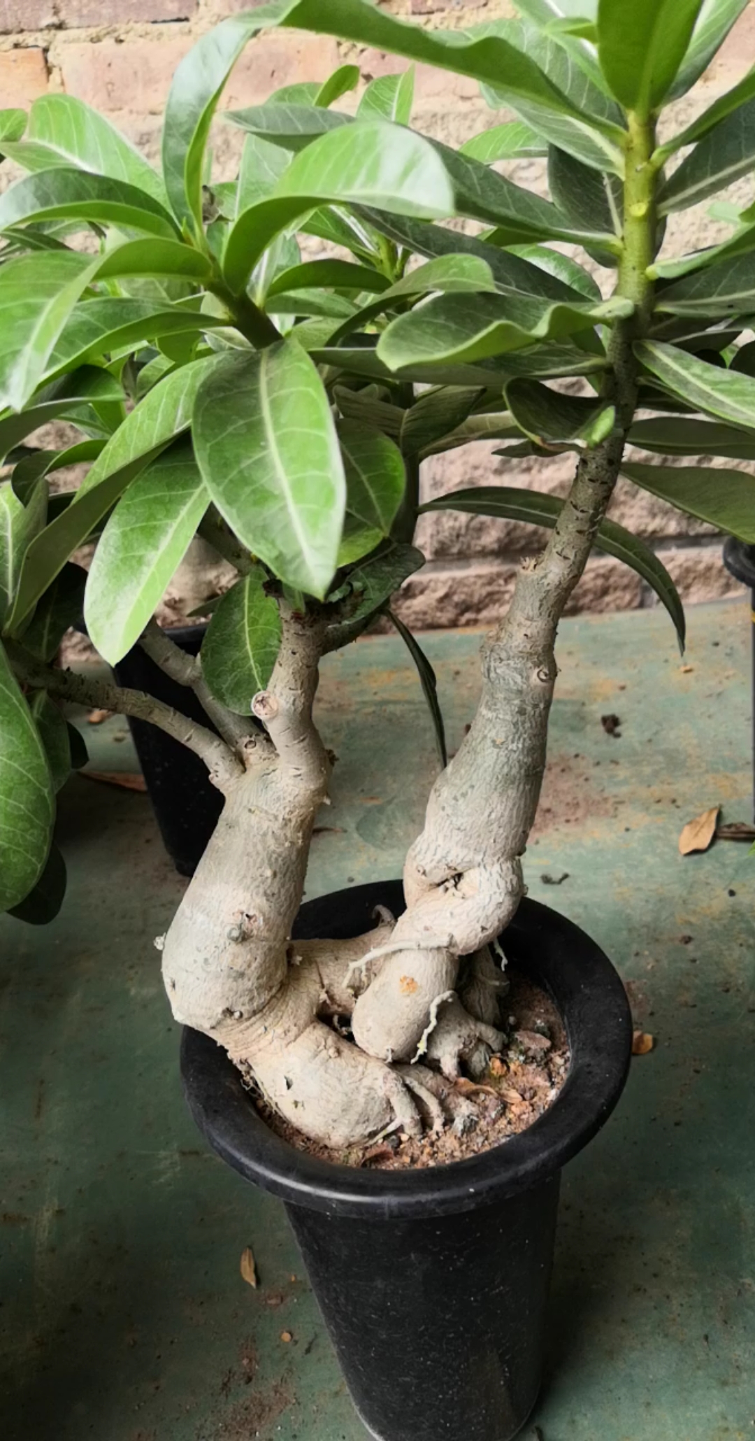 跳个舞吧造型怪根#沙漠玫瑰#绿植#盆栽#养花#赏花
