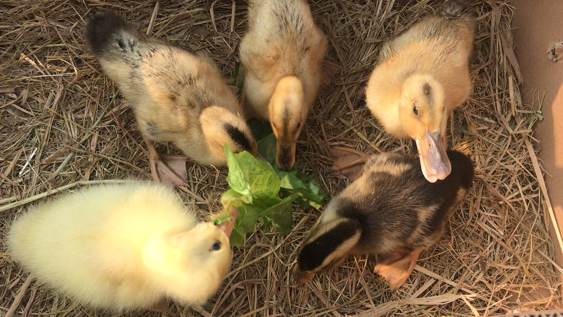 小鸭子和小鹅的第二天,喜欢田园生活费朋友点个关注和赞,谢谢你们