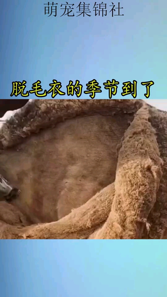 脱毛衣的季节到了