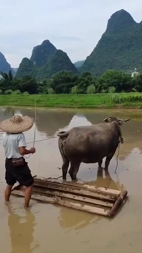 搞笑段子#大叔犁地的方式太帅了,主要还是水牛给力
