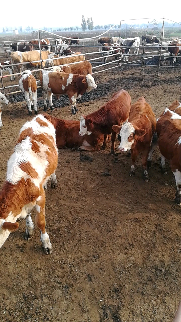 冬天养牛需要注意什么?