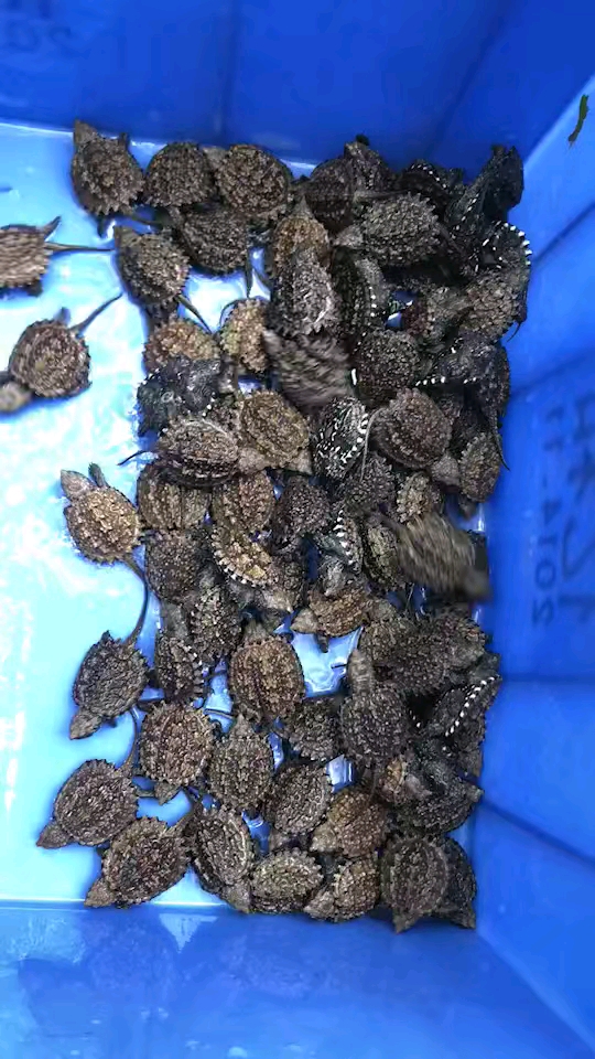 今年佛鳄苗不错