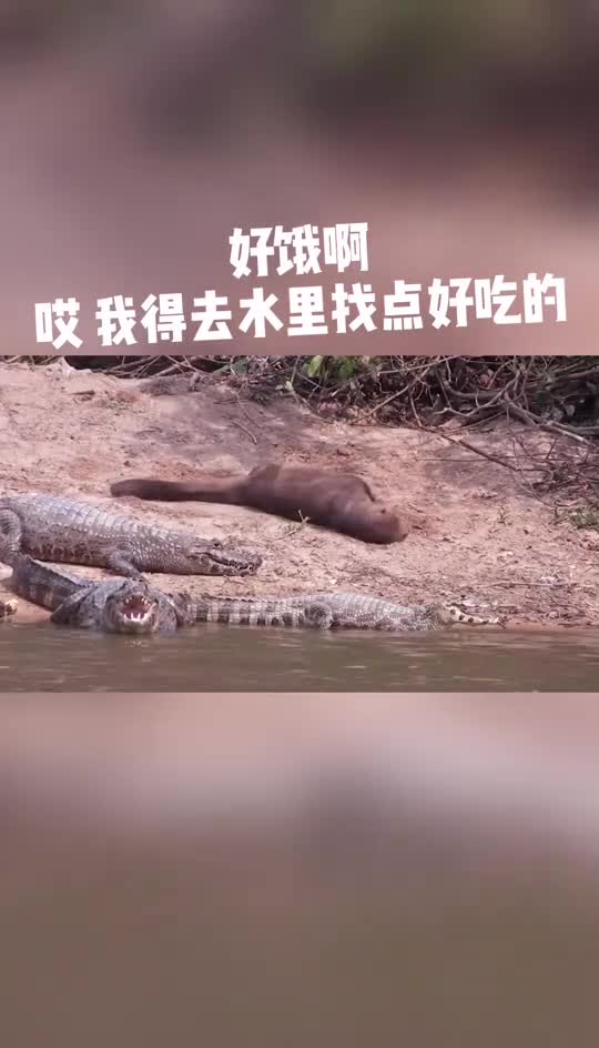 水獭捕食鳄龟,鳄龟毫无还手之力