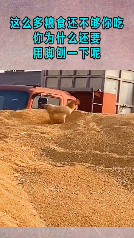 我搞笑你开心#这么多粮食还不够你吃,你为什么还要用脚刨一下呢?