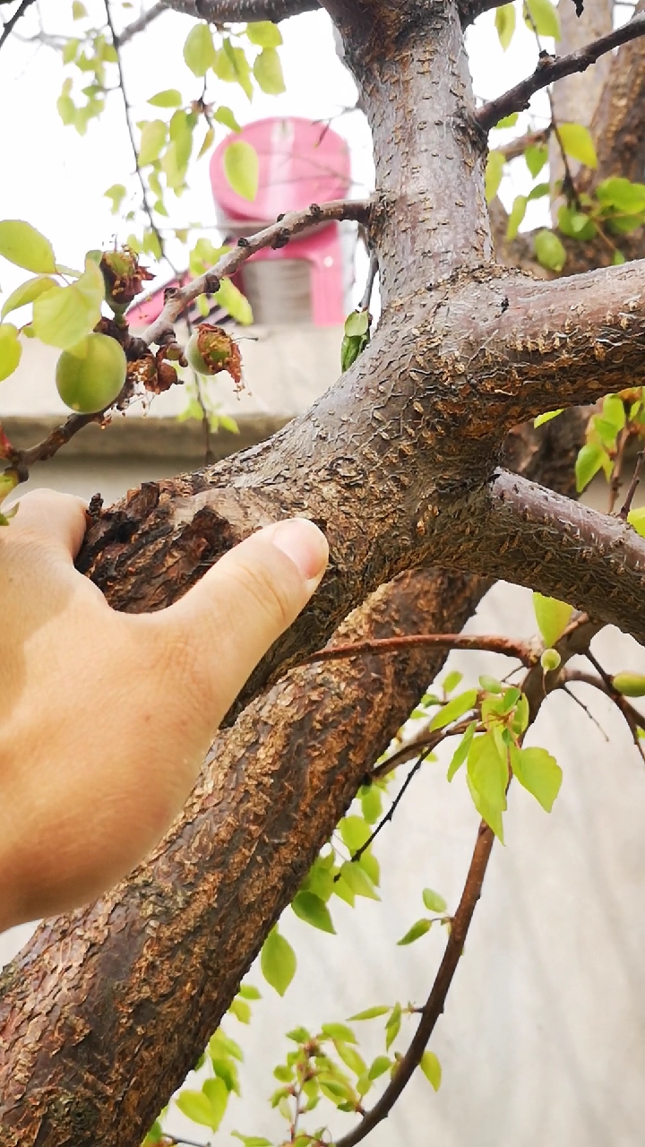 嫁接高手#嫁接的魅力,杏树嫁接以后,果子满枝头,用插皮接和劈接嫁接