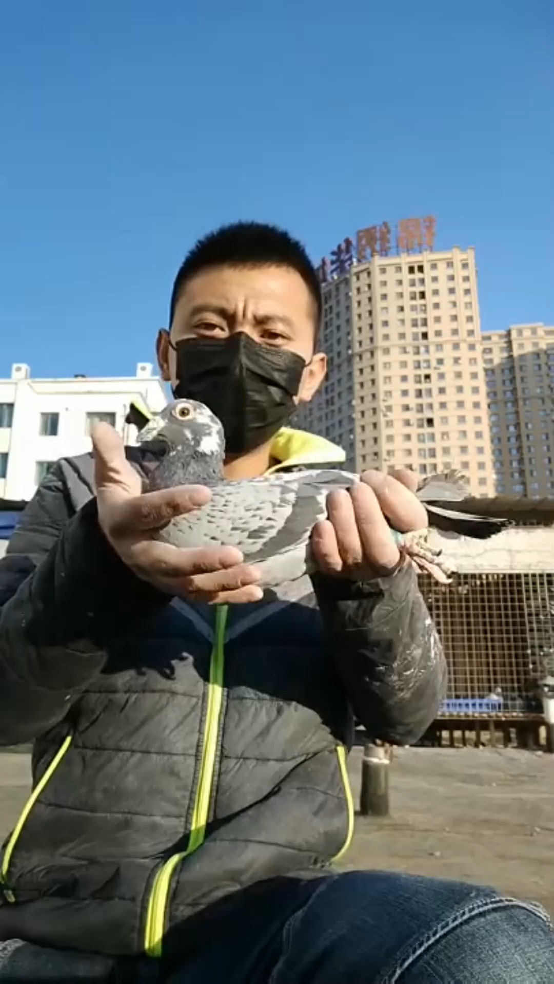 娱乐#北京赛鸽天地黄剑吉林文宇公棚冠军,牛逼大雄领先亚军2分钟