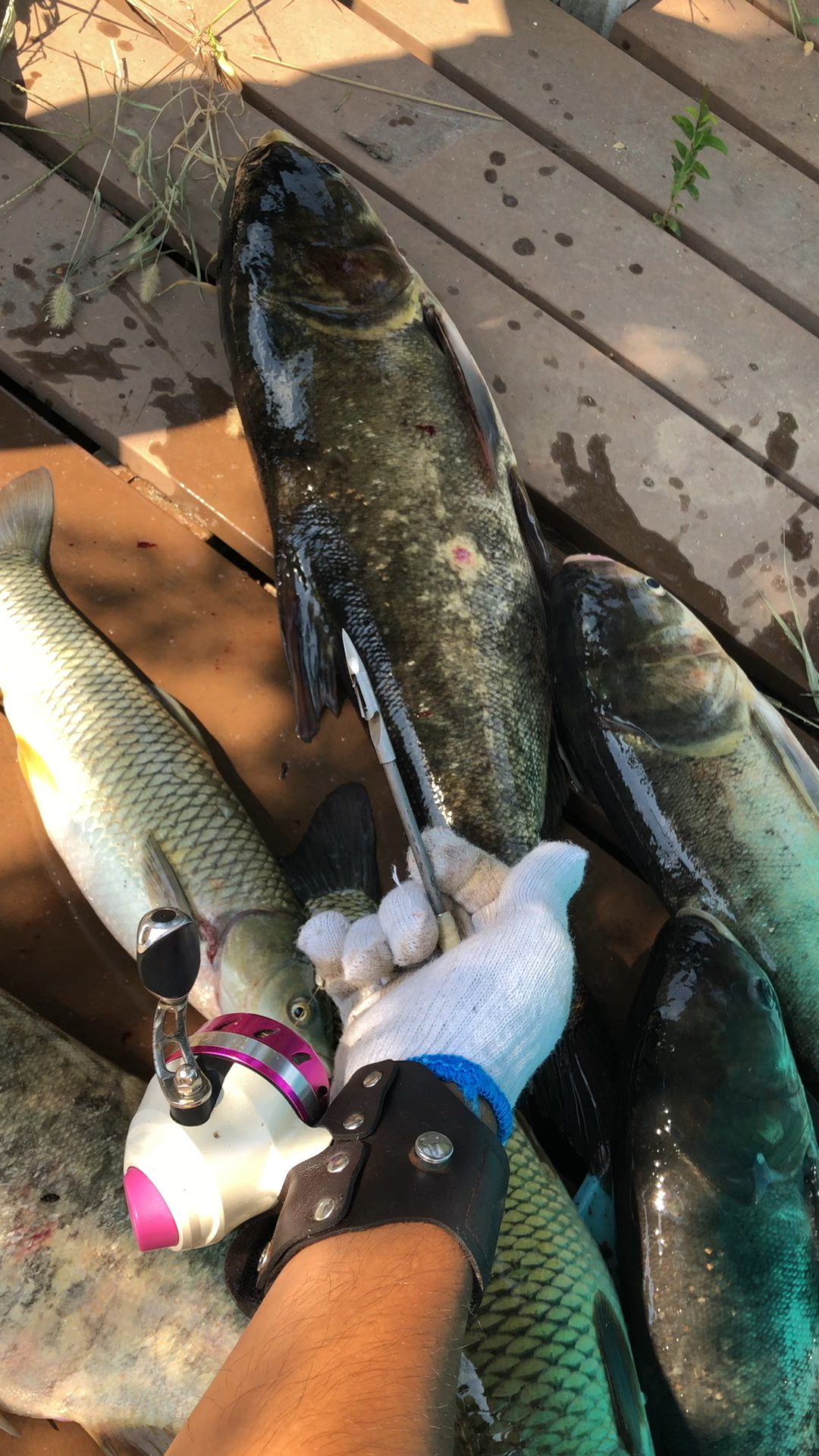 今天鱼货多多骆马湖