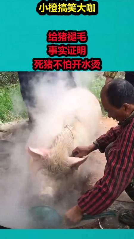 搞笑视频#给猪褪毛,事实证明,死猪不怕开水烫