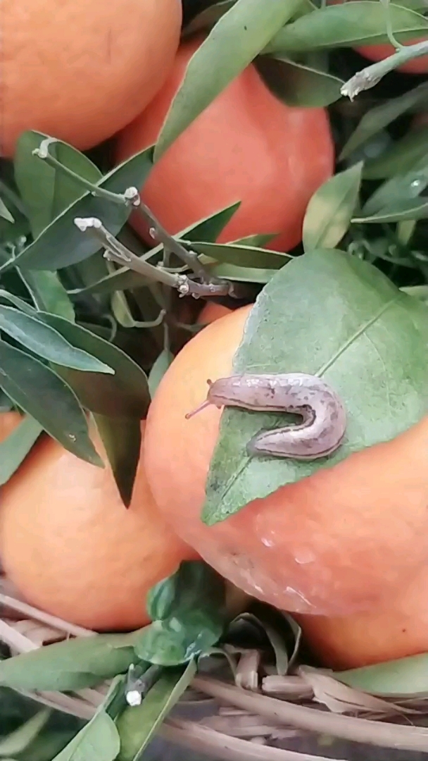 这个蜗牛怎么没壳