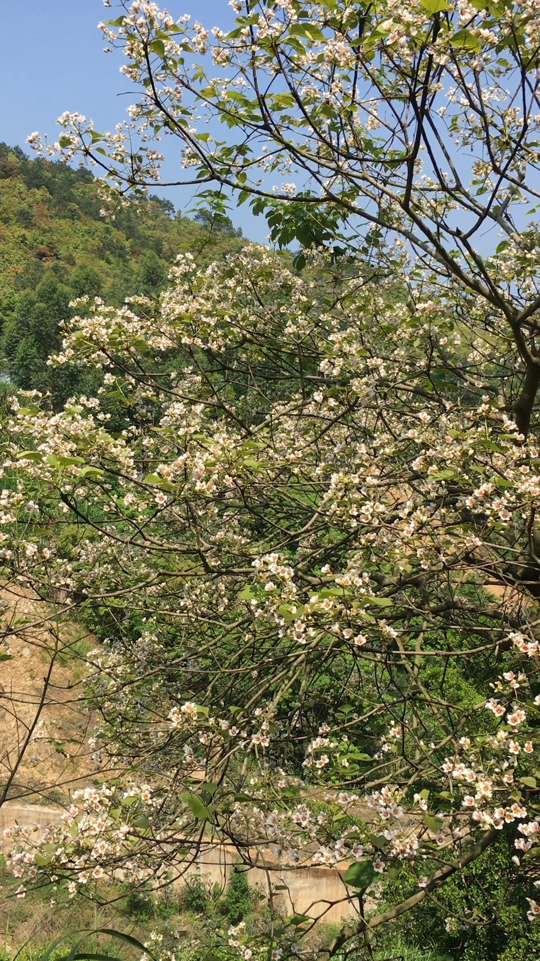 油桐树花开