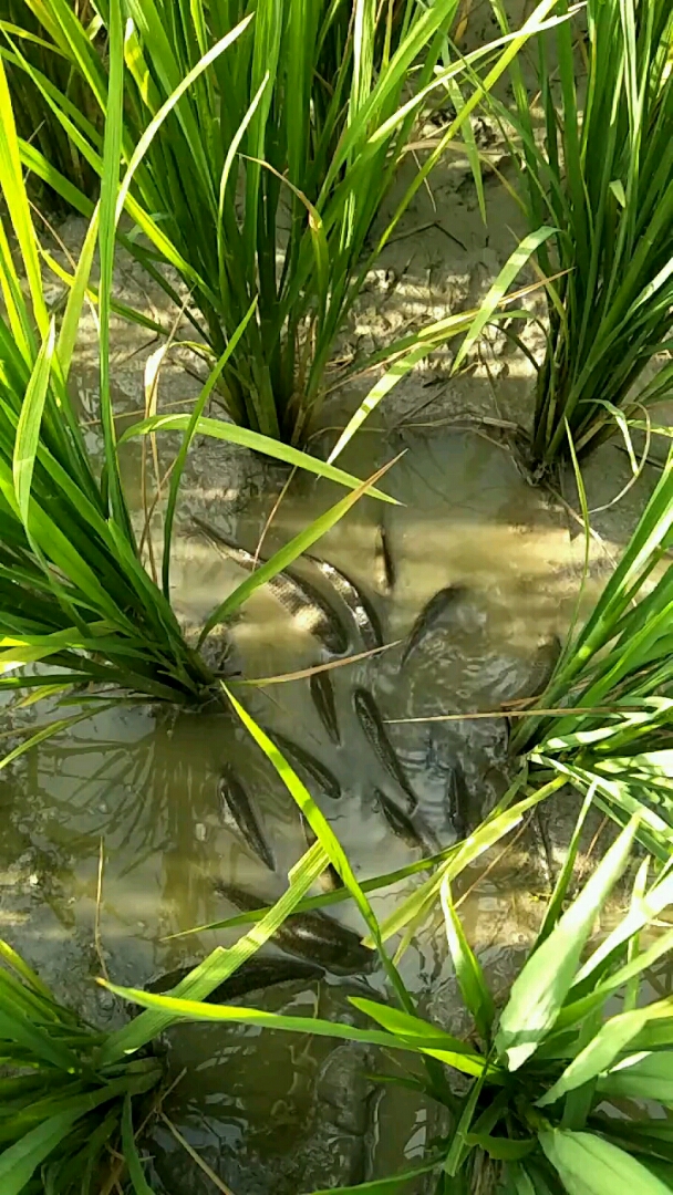 稻草鱼,可以吃了