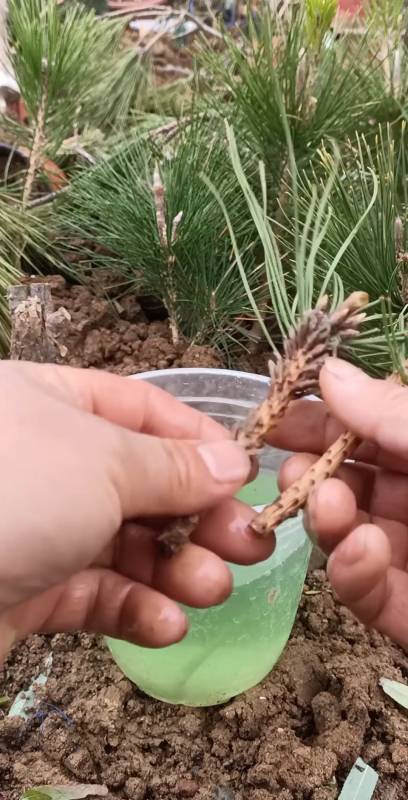 扦插技术#松树扦插生根技术,会的极少-度小视