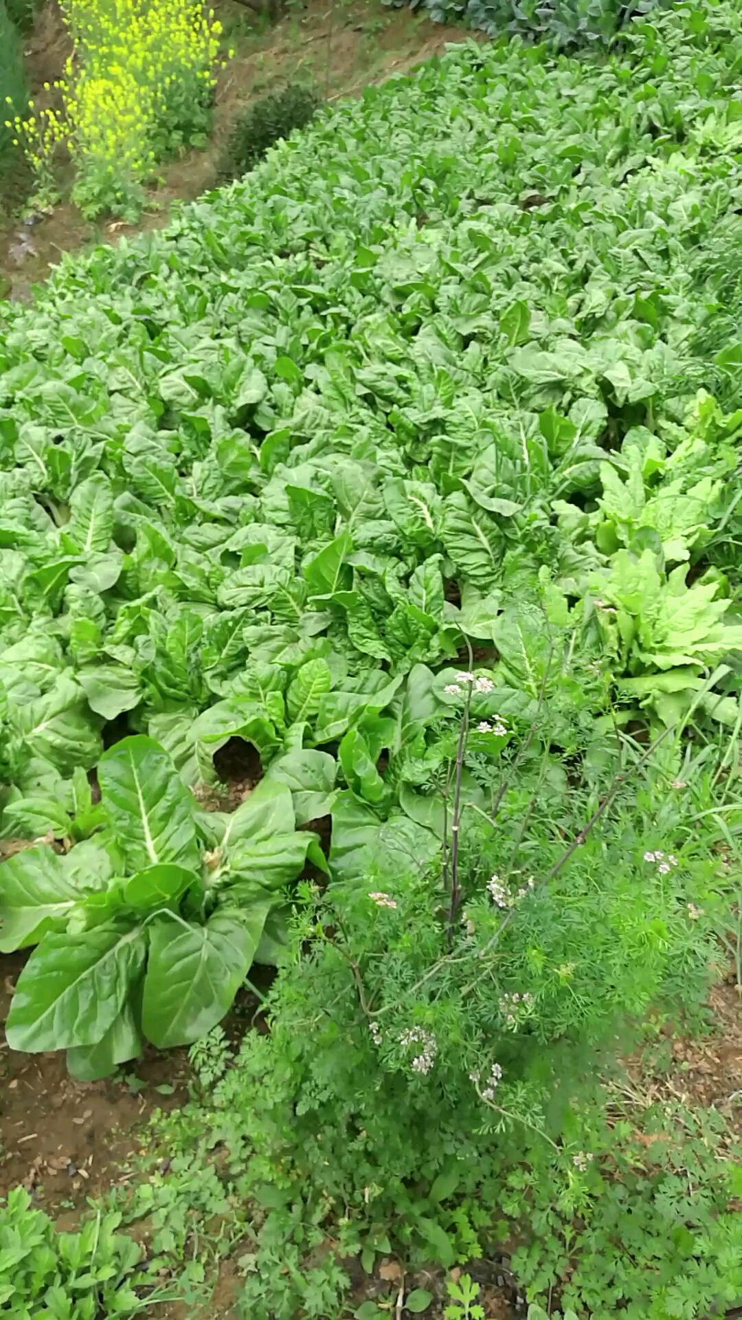 这菜农村当猪草,城市当宝